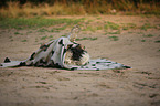 Tibetan Terrier covers itself