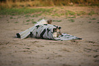 Tibetan Terrier covers itself