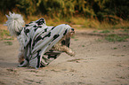Tibetan Terrier covers itself
