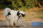 Tibetan Terrier shows trick