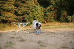 Tibetan Terrier shows trick