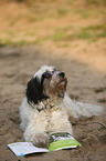 lying Tibetan Terrier