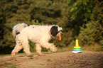 Tibetan Terrier shows trick