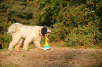 Tibetan Terrier shows trick