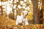 Tibetan Terrier in autumn foliage