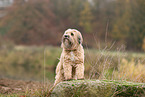 brown Tibetan Terrier