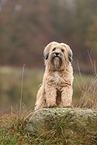 brown Tibetan Terrier