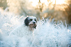 Tibetan Terrier in winter