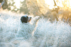 Tibetan Terrier in winter