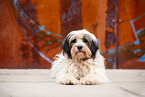 black-white Tibetan Terrier