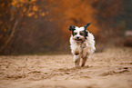 Tibetan Terrier in autumn