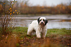 Tibetan Terrier in autumn