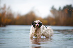 Tibetan Terrier in autumn
