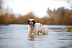 Tibetan Terrier in autumn