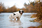 Tibetan Terrier in autumn