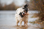 Tibetan Terrier in autumn