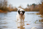 Tibetan Terrier in autumn