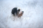 Tibetan Terrier in winter