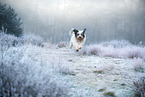 Tibetan Terrier in winter