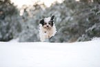 Tibetan Terrier in winter