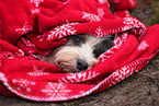 Tibetan Terrier with christmas decoration