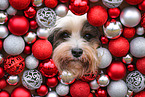 Tibetan Terrier with christmas decoration