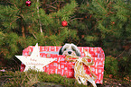 Tibetan Terrier with christmas decoration