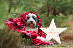 Tibetan Terrier with christmas decoration