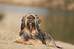 Tibetan Terrier in autumn