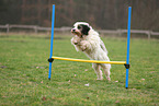 Tibetan Terrier at fitness