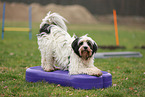 Tibetan Terrier at fitness