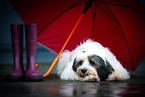 Tibetan Terrier with umbrella
