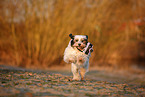 Tibetan Terrier in autumn