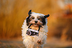 Tibetan Terrier in autumn