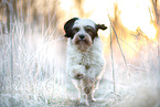 Tibetan Terrier in the meadow