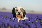 tricolour Tibetan Terrier