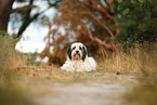 tricolour Tibetan Terrier