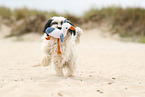 tricolour Tibetan Terrier