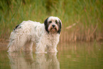 tricolour Tibetan Terrier