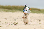 tricolour Tibetan Terrier