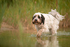 tricolour Tibetan Terrier