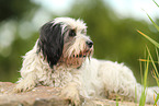 tricolour Tibetan Terrier