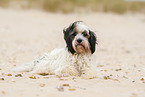 tricolour Tibetan Terrier