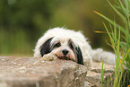 tricolour Tibetan Terrier