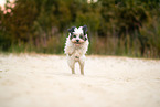 tricolour Tibetan Terrier