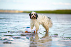 tricolour Tibetan Terrier