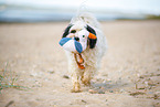 tricolour Tibetan Terrier