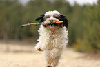 tricolour Tibetan Terrier