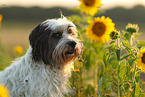 tricolour Tibetan Terrier