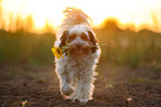 tricolour Tibetan Terrier